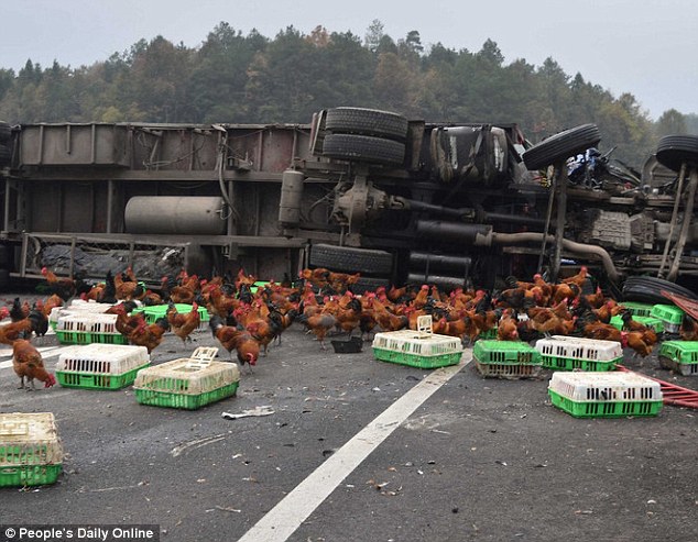 Hàng chục cảnh sát đuổi bắt gà trên đường cao tốc