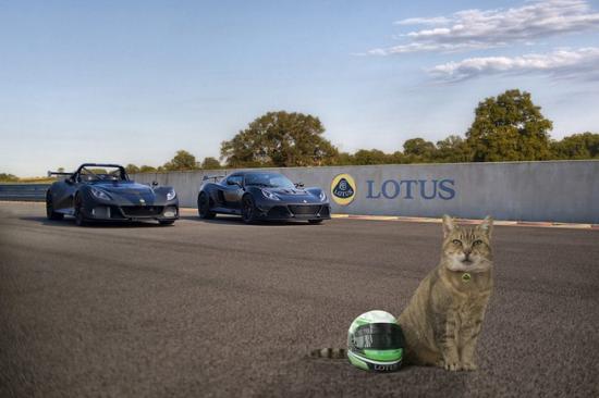 Lotus phát triển mũ bảo hiểm cho mèo 2