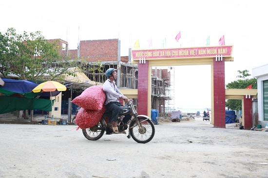 Những chú “phượng hoàng già” trên đảo Lý Sơn