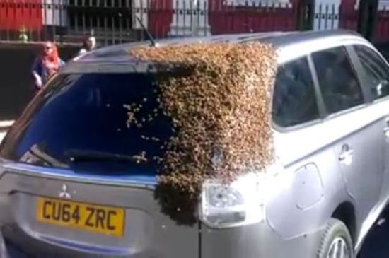 Hàng nghìn con ong tấn công Mitsubishi Outlander “cứu chúa”